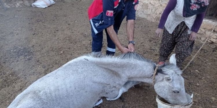 5 gündür mağarada mahsur kalan at kurtarıldı