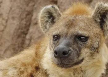 ABD'de iki sırtlanın Koronavirüs testi pozitif çıktı