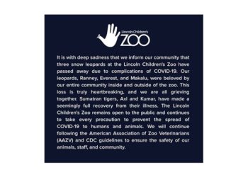 ABD’de 3 kar leoparı Covid-19’dan öldü