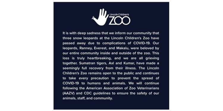 ABD’de 3 kar leoparı Covid-19’dan öldü