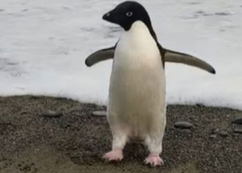 Antarktika'da yaşayan bir penguen yanlışlıkla 3 bin kilometre seyahat ederek Yeni Zelanda'ya gitti
