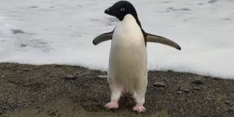 Antarktika'da yaşayan bir penguen yanlışlıkla 3 bin kilometre seyahat ederek Yeni Zelanda'ya gitti