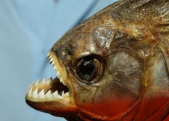 Arılardan kaçmak için göle atladı, piranalara yem oldu