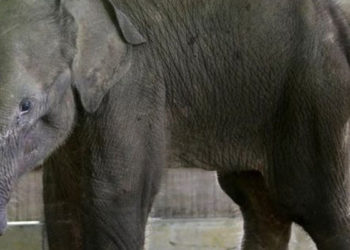 Avcıların tuzağına takılıp hortumunun yarısını kaybeden yavru fil öldü