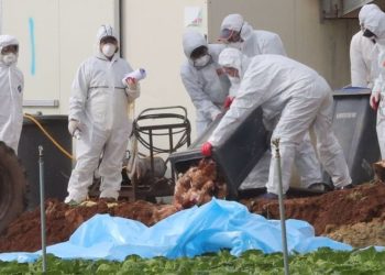Avrupa ve Asya'da 'kuş gribi salgını' alarmı: 770 bin kümes hayvanı itlaf edildi