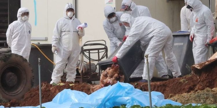 Avrupa ve Asya'da 'kuş gribi salgını' alarmı: 770 bin kümes hayvanı itlaf edildi