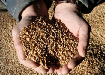 BM, küresel gıda fiyatlarının son 10 yılın en yüksek seviyesine ulaştığını açıkladı