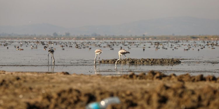 Bafa Gölü’nde kuraklık: 261 kuş türü tehlikede