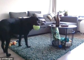 Bilim insanları köpeklerin sahiplerini görüntülü arayabilecekleri bir teknoloji üzerinde çalışıyor