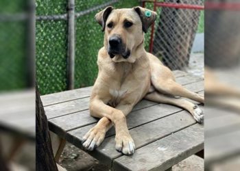 Boji: Hâlâ birilerinden özür bekliyorum