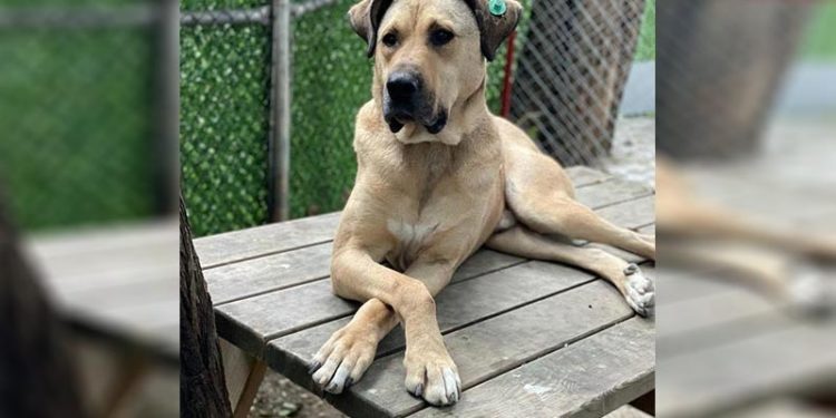 Boji: Hâlâ birilerinden özür bekliyorum