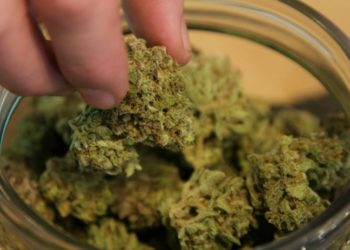 Cannabis Almanya’da yasallaşıyor