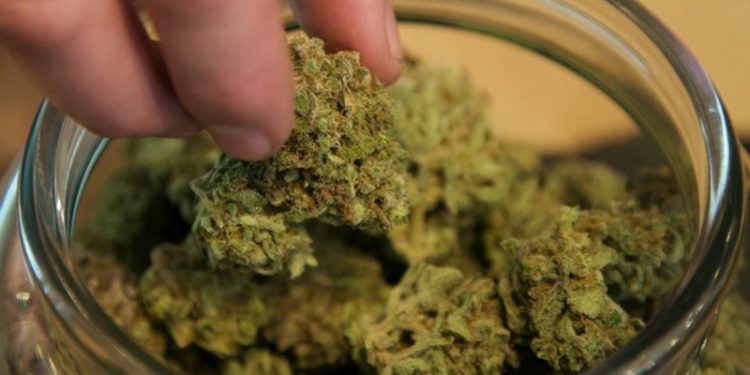 Cannabis Almanya’da yasallaşıyor