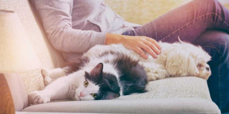 Covid-19: Evcil hayvan sahiplerine "yakın temas" uyarısı!