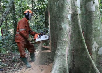 Dünya liderlerinden ormansızlaşmaya 2030'da son verme taahhüdü