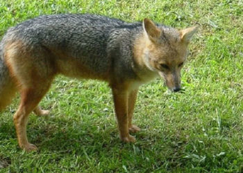 Eve aldıkları köpek yavrusu tilki çıktı: Mahalledeki tavukları kovalamaya başlayınca fark ettiler