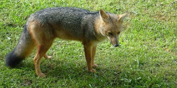 Eve aldıkları köpek yavrusu tilki çıktı: Mahalledeki tavukları kovalamaya başlayınca fark ettiler