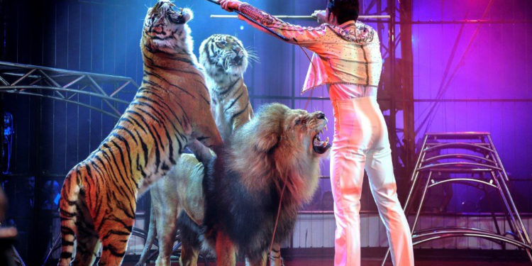 Fransa’da tarihi karar; sirklerde vahşi hayvan kullanımı yasaklandı