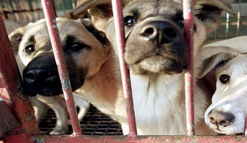 Güney Kore'de köpek etinin yasaklanması için görev grubu kuruldu