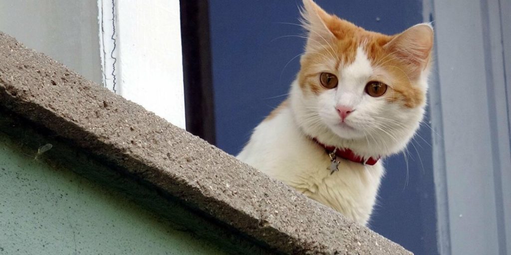 Gaziantep’te bir sitenin bahçesindeki üç kedi şişlenerek öldürüldü