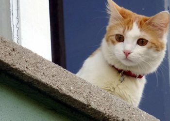 Gaziantep’te bir sitenin bahçesindeki üç kedi şişlenerek öldürüldü