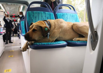 Görüntüler paylaşıldı: Tramvayı pisleten Boji değilmiş!