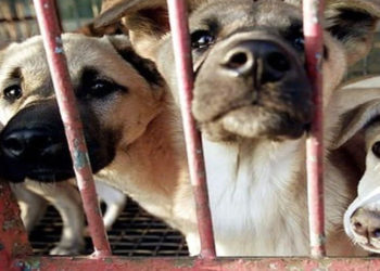 Güney Kore'de köpek etinin yasaklanması için görev grubu kuruldu