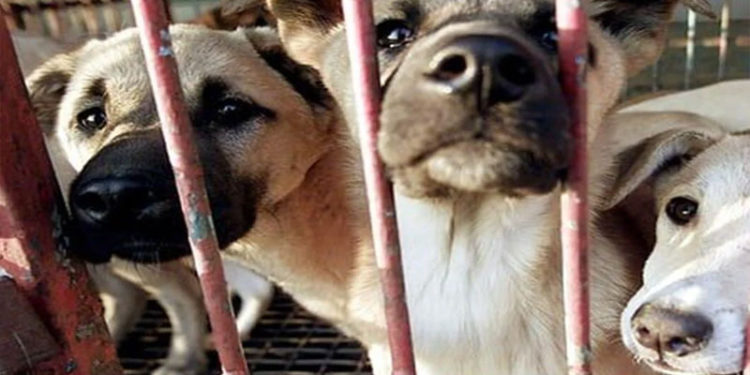 Güney Kore'de köpek etinin yasaklanması için görev grubu kuruldu