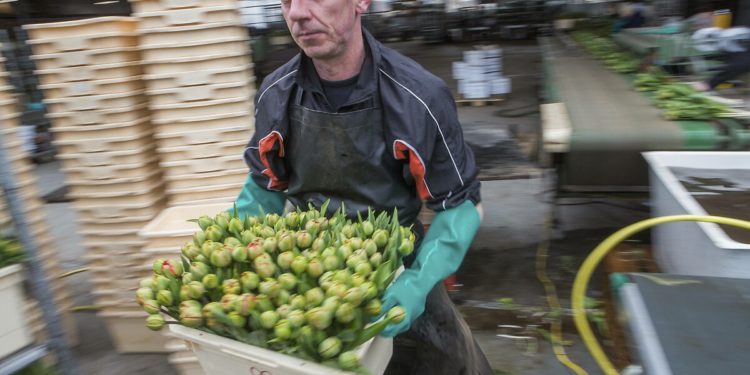 Hollanda’da asgari ücret ne kadar?