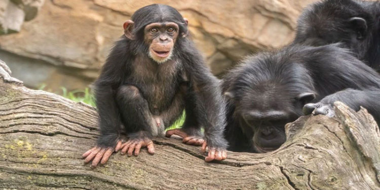 Japonya'da geliştirilen HIV aşısı maymunlarda hastalığı tamamen önledi