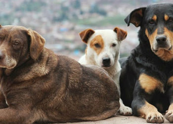 Kedi-köpek mamalarına bir haftada yüzde 30 zam
