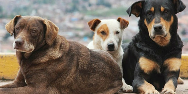 Kedi-köpek mamalarına bir haftada yüzde 30 zam