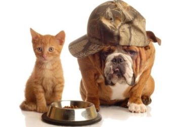 Kedi-köpek mamalarına yüzde 40 oranında zam geldi