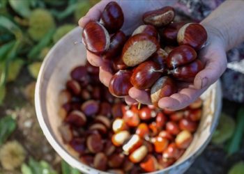 Kestaneye yüzde 150 zam geldi!