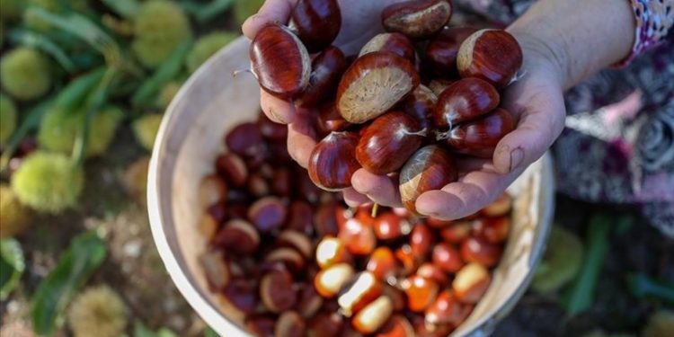 Kestaneye yüzde 150 zam geldi!