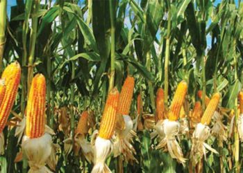 Kuraklık mısırı da vurdu, rekolte düşük