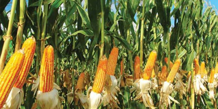 Kuraklık mısırı da vurdu, rekolte düşük