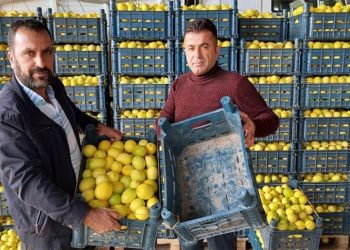'Limon, konulduğu kasadan; limon suyu da sudan daha ucuz'
