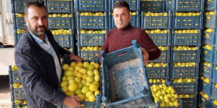'Limon, konulduğu kasadan; limon suyu da sudan daha ucuz'