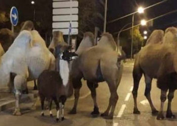 Madrid'de sirkten kaçan 8 deve ve bir lama sokakta dolaşırken bulundu