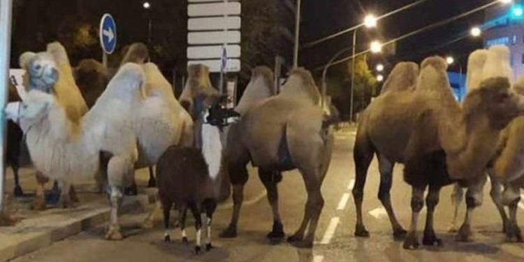 Madrid'de sirkten kaçan 8 deve ve bir lama sokakta dolaşırken bulundu