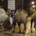 Madrid'de sirkten kaçan 8 deve ve bir lama sokakta dolaşırken bulundu