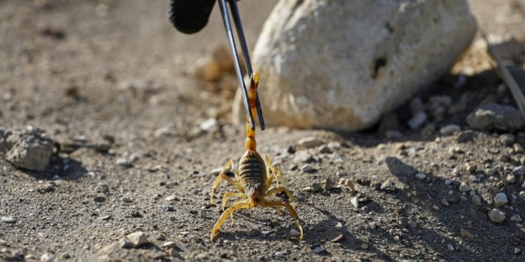 Mısır’da akrep istilası: 3 ölü, 450 yaralı