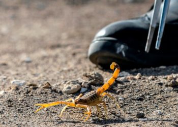 Mısır’da akrep saldırısı: 3 ölü, 450 yaralı