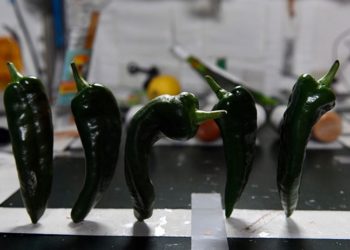 NASA açıkladı: Uzayda yetiştirilen biberler hasat edildi