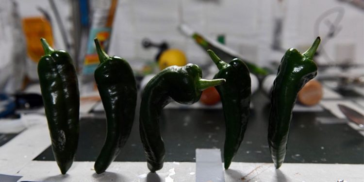 NASA açıkladı: Uzayda yetiştirilen biberler hasat edildi