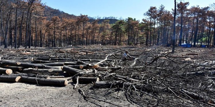 Orman yangınlarında zarar görmüş ağaçların kesim işi özel şirketlere verildi