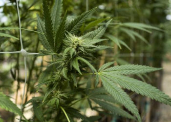 Potansiyel yeni Alman hükümeti, esrar kullanımını yasallaştırmaya hazırlanıyor