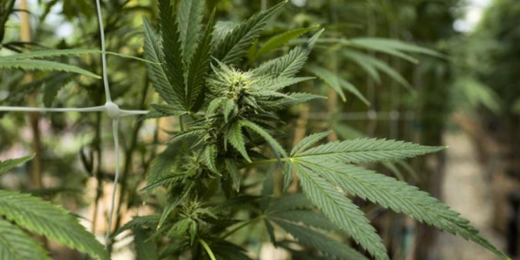 Potansiyel yeni Alman hükümeti, esrar kullanımını yasallaştırmaya hazırlanıyor