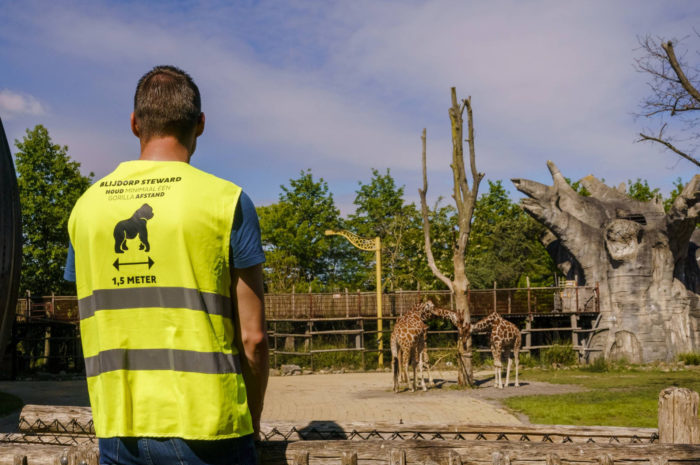 Rotterdam hayvanat bahçesindeki aslan ve gorillere koronavirüs bulaştı